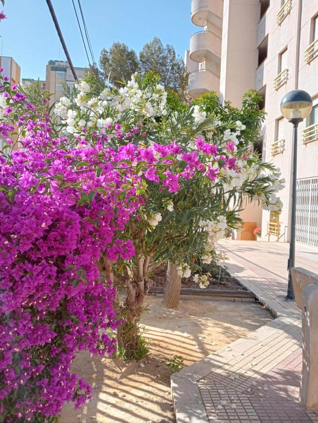 Balcon Del Mar Apartment Alicante Bagian luar foto